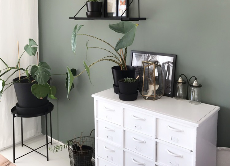 Deze kamerplanten zijn ideaal voor een donker huis met weinig (zon)licht