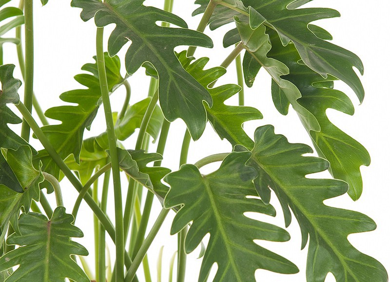 Deze 3 planten zijn perfect voor de badkamer - Alles om van je huis ... Deze 3 planten zijn perfect voor de badkamer - Alles om van je huis ...