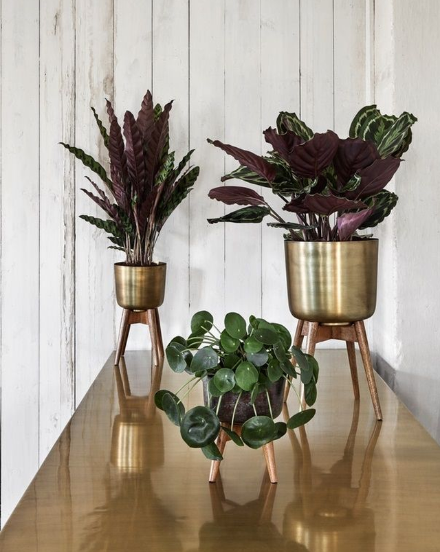 12x plantenstandaarden om je kamerplant een mooi plekje te geven