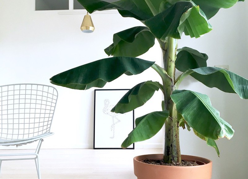 DIY: bananenplant stekken