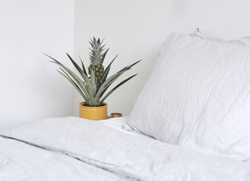 Dit zijn 5 voordelen van online planten bestellen!