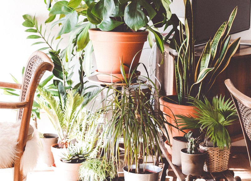 Dit zijn de top 5 luchtzuiverende planten van het moment