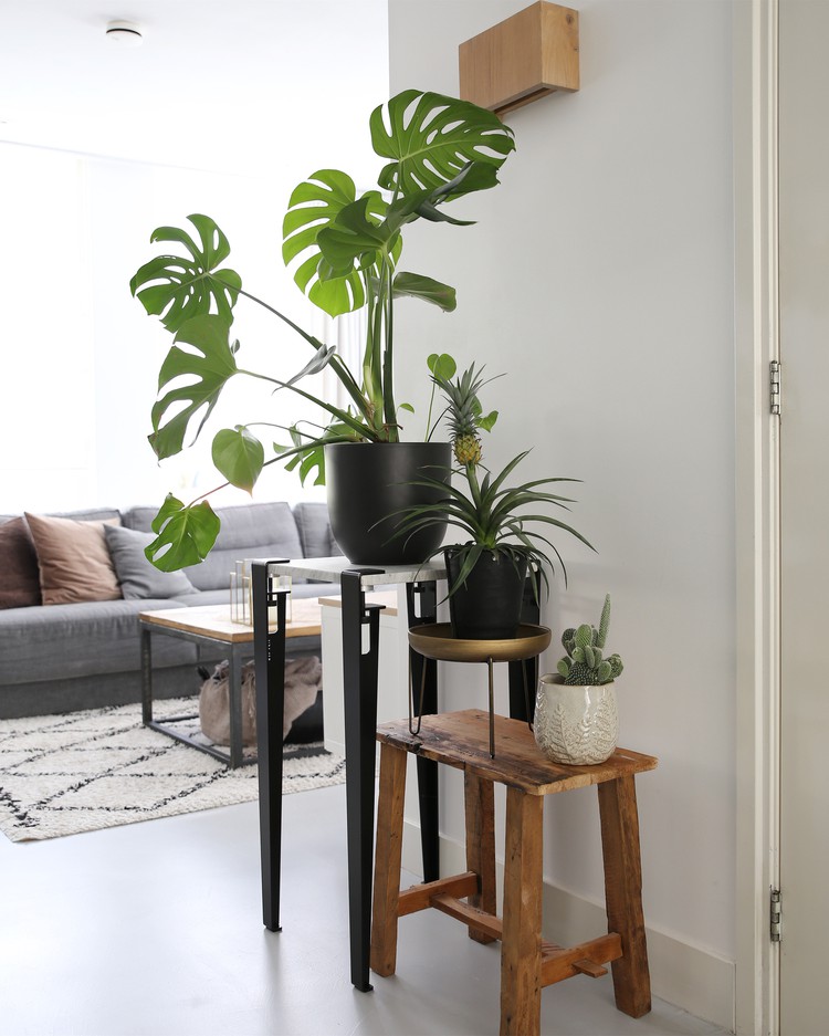 woonkamer met planten