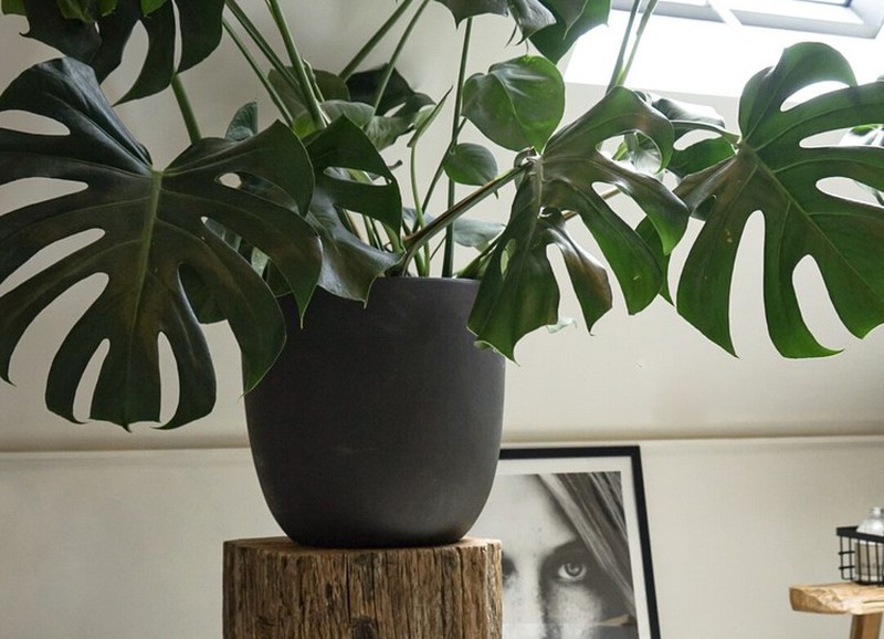 DIY: gatenplant stekken