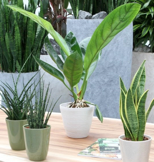 FreshPlants