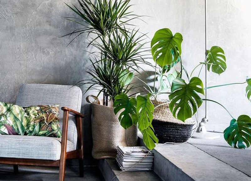 De 5 populairste zomerplanten voor in huis