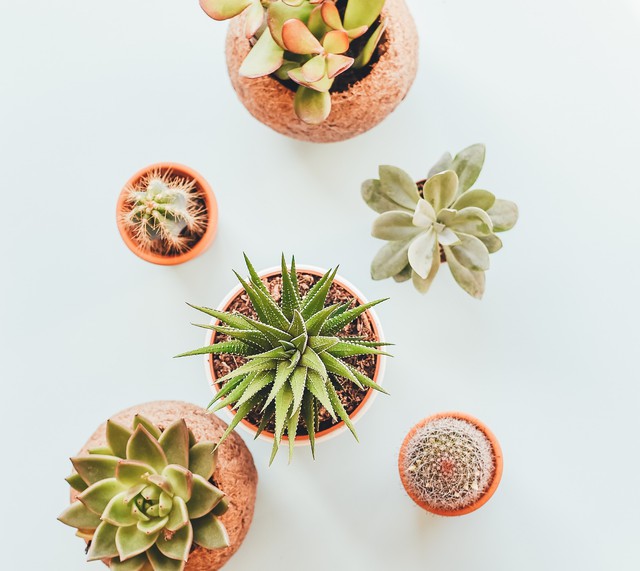 20x de leukste cadeautjes voor plantenliefhebbers