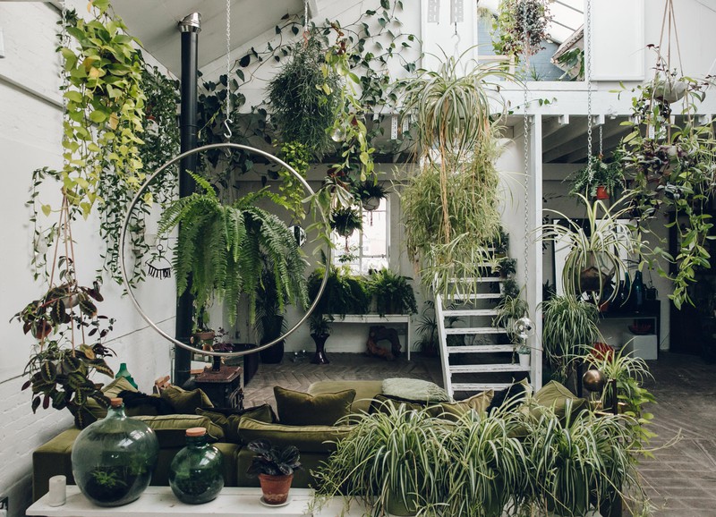 Dit zijn de populairste planten voor de herfst