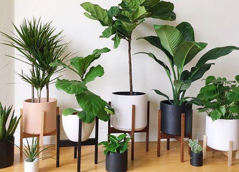 Deze planten moet je naar binnen halen deze herfst