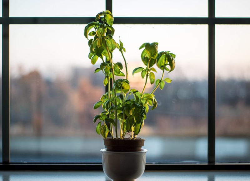 Met deze tips overleven je kamerplanten de winter!
