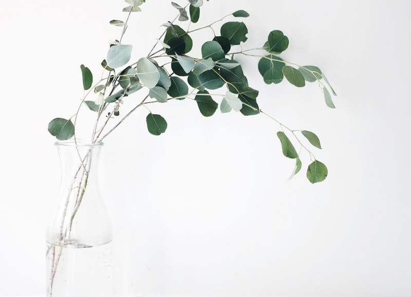 Met deze tips geef je je bijna dode plantje een laatste kans