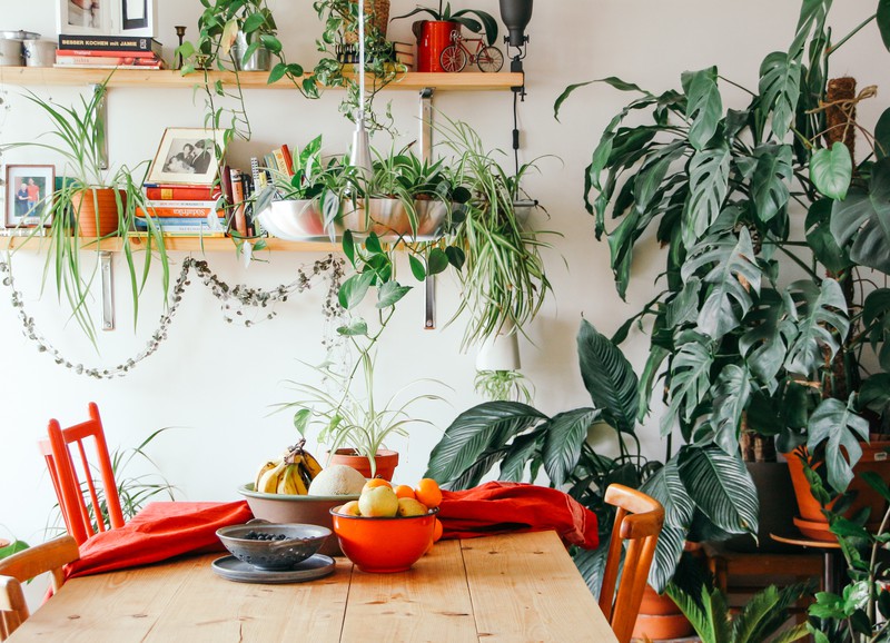 Ben je vaak gestrest? Schaf deze kamerplanten aan!