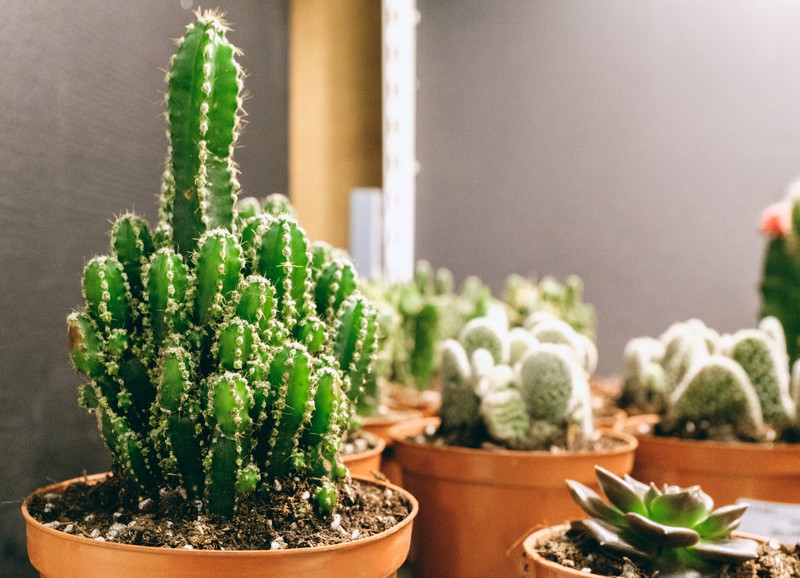 Zo verzorg je een cactus