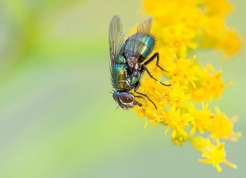 5 tips om insecten te weren