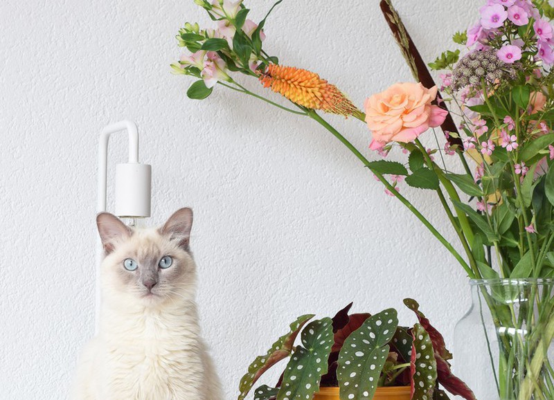 5 tips waardoor je bloemen langer blijven leven