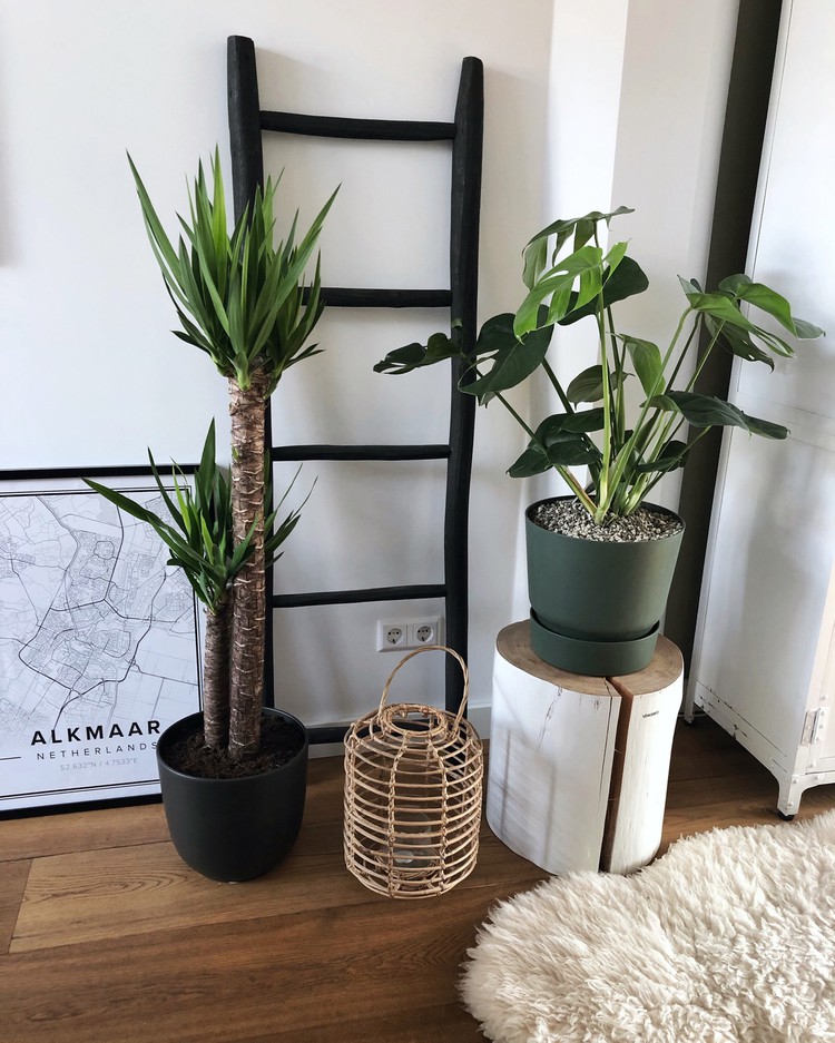 planten
