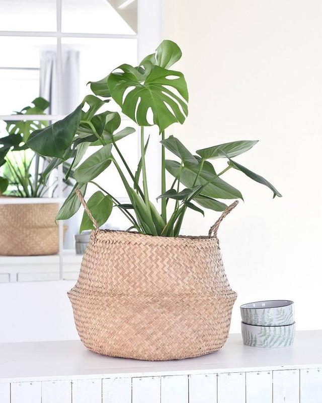 De mooiste kamerplanten onder €20