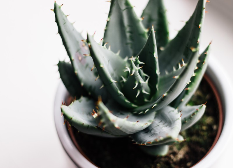 Planten in je badkamer? Hierbij de beste tips op een rijtje
