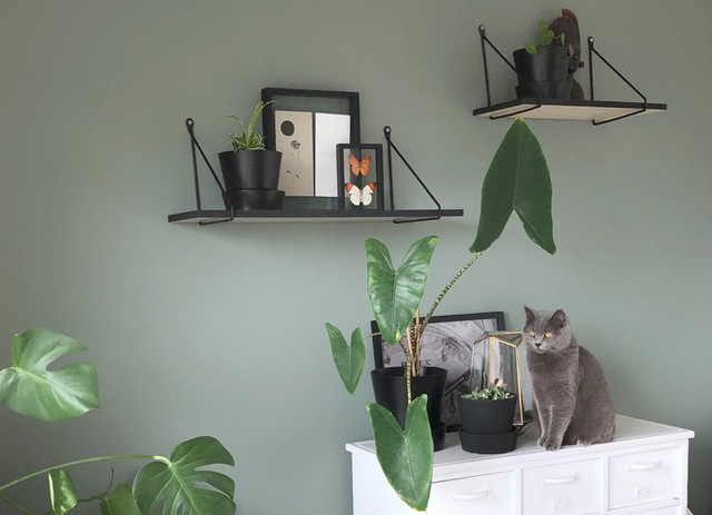 De leukste items voor op een wandplank