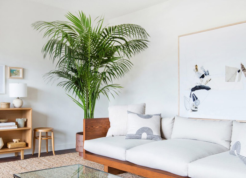 Deze 5 plantensoorten houden je huis koel