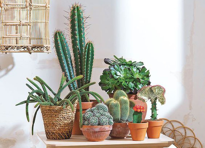 Welke plant past bij jou en je interieur? Doe de test!