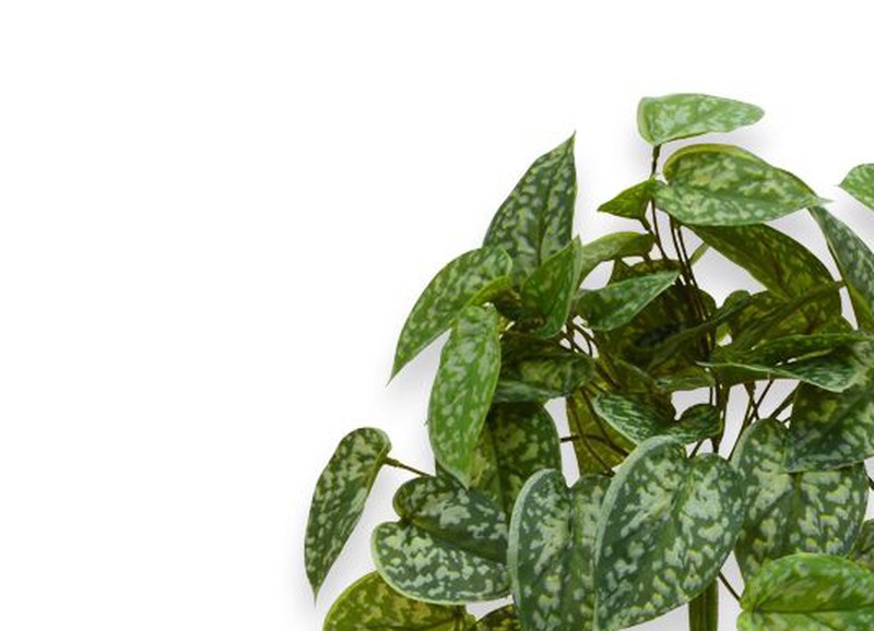 Deze plant is enorm populair onder de plantenliefhebbers