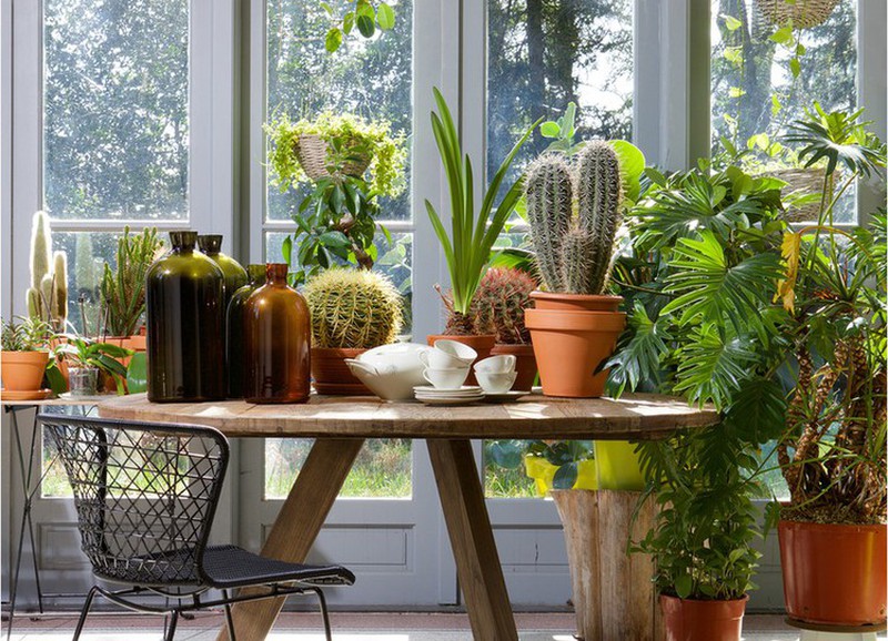 7 tips om je kamerplanten optimaal te verzorgen