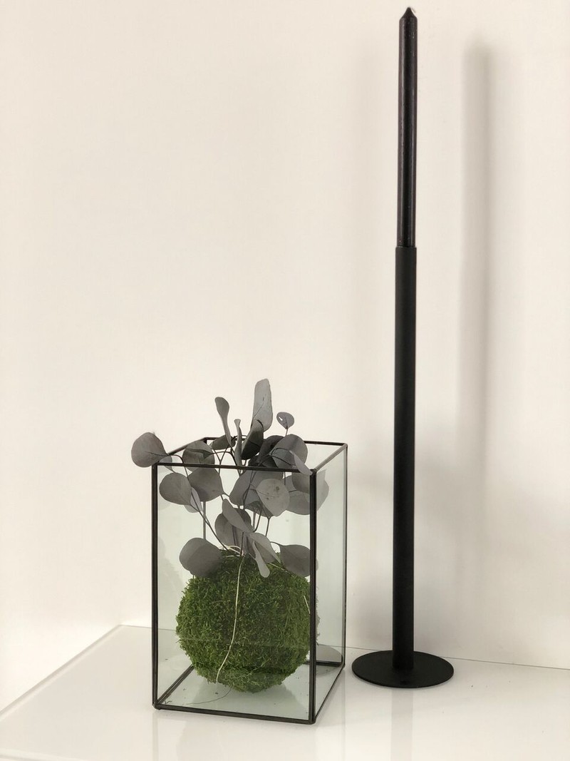 plant in glazen bak