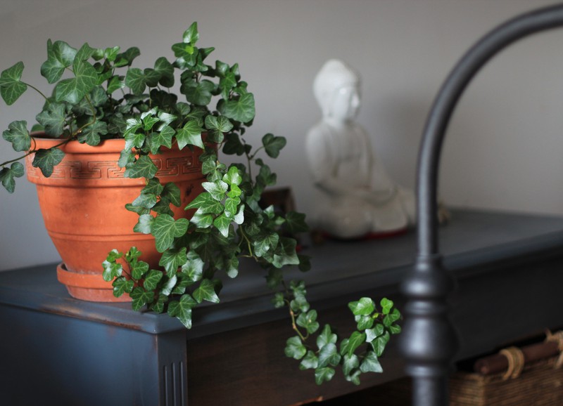Met deze tip hoef je zelf je planten niet meer te verzorgen