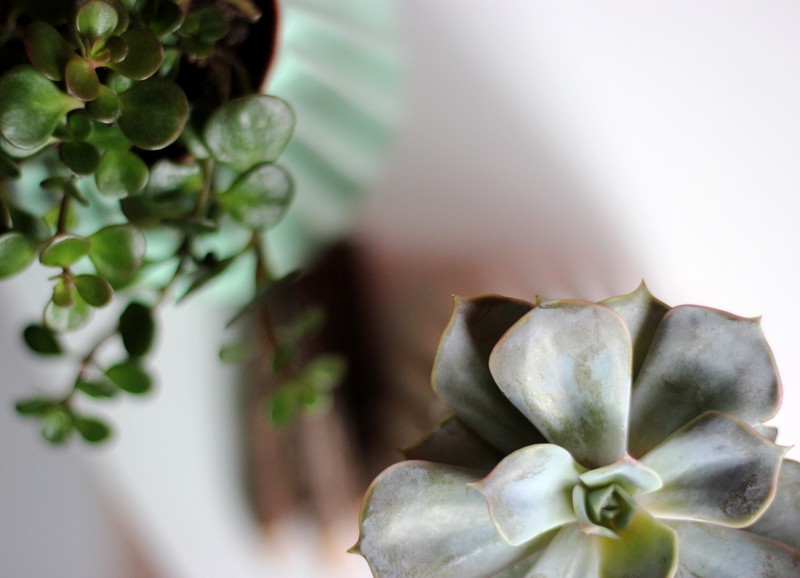 Geen groene vingers? Deze planten kun je onmogelijk dood laten gaan