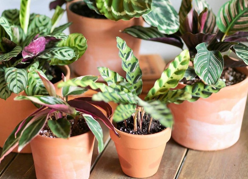 Zo verzorg je een Calathea