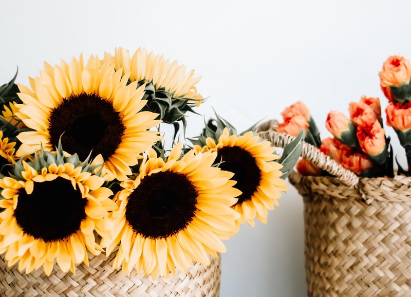 Alles wat je wilt weten over zonnebloemen