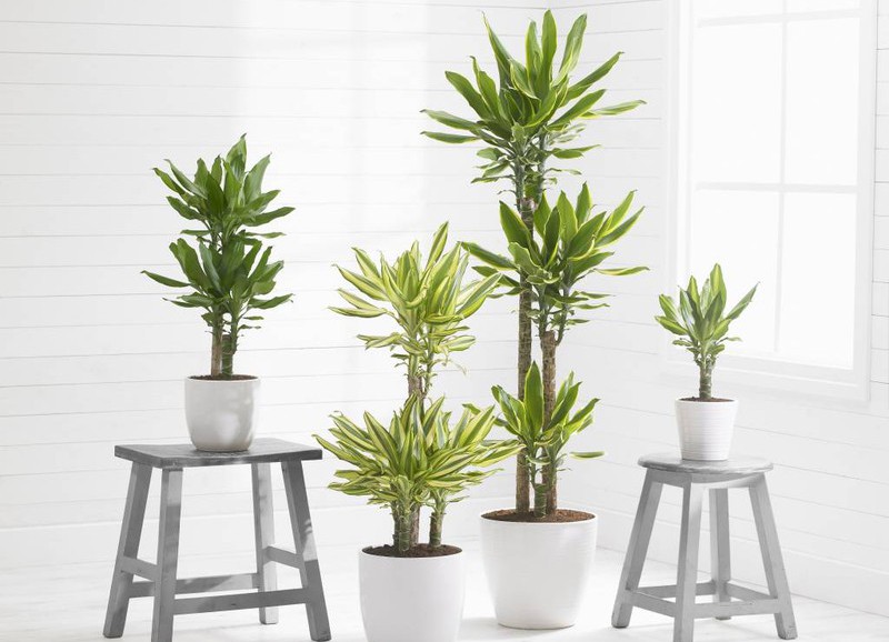 Wist jij dat je planten elkaar moeten aanraken?